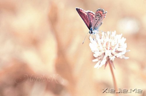 ֻҪ�����ߣ��ܻῴ������ (6)