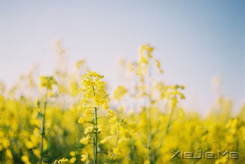 ���Լ��ķ羰�����Լ������� (1)