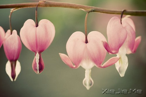 ���Լ��ķ羰�����Լ������� (5)