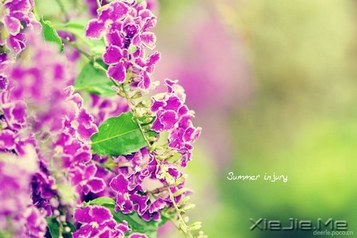 ����ʢ����������� (7)