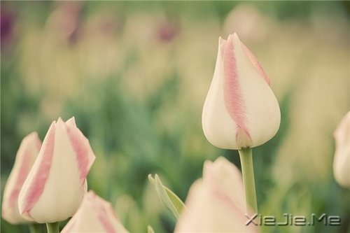 ��׷��ʲô����ȥŬ���� (5)