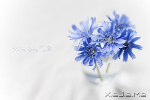 һ����õĲ�������/��Ҷ��