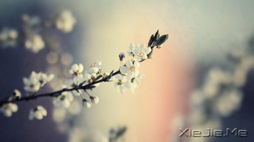 �Һ�������粻�� (10)